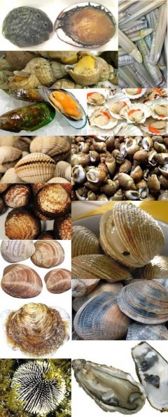 i MOLLUSCHI della BRETAGNA da SHELLFISH - SERVIFRESCO