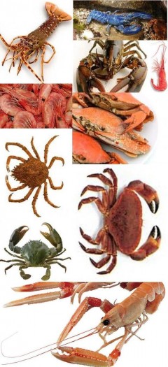 i CROSTACEI della BRETAGNA da SHELLFISH - SERVIFRESCO